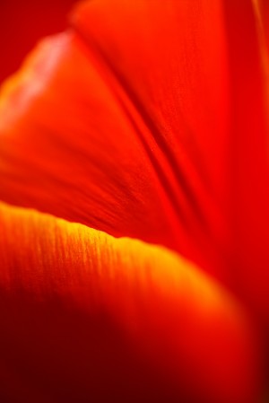 Dear Tulip